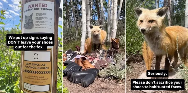 Лиса украла более 30 пар обуви у туристов в нацпарке США