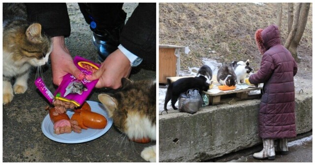 В России хотят запретить кормить бездомных животных у многоквартирных домов, школ и больниц