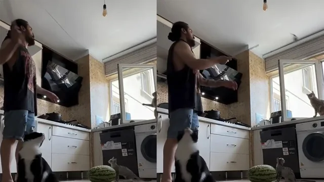 Парень показал, как занять одной игрушкой сразу трех котов