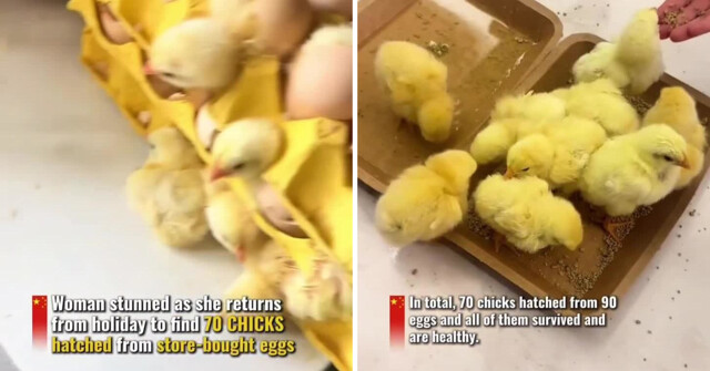 Яйца на завтрак тоже бывают с подвохом: жительница Китая купила три десятка яиц, а получила цыплят