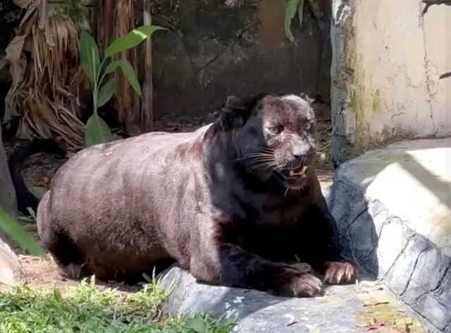 Толстого леопарда, живущего в зоопарке, легко принять за тюленя
