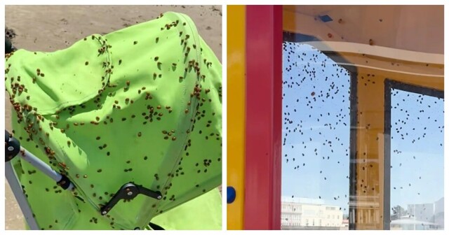 На Великобританию обрушился рой божьих коровок