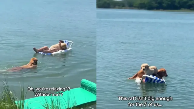 Идём ко дну: парень показал отдых с двумя золотистыми ретриверами