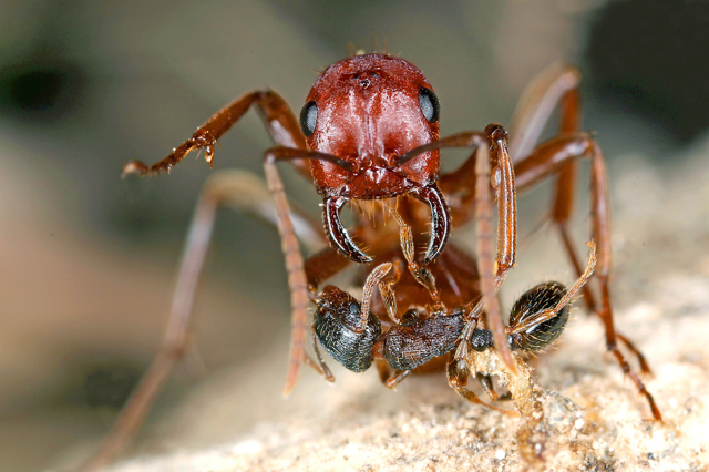Муравей-амазонка: матка рожает только солдат,  а все рабочие — это заложники других видов