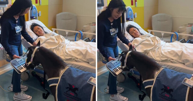 В США пони-терапевты играют на синтезаторе, чтобы помочь пациентам выйти из наркоза