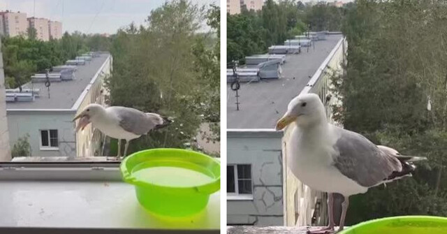 В Питере дерзкая чайка стащила куриную ногу и проглотила целиком