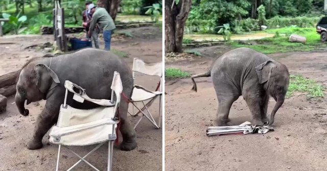 Слонёнок не смог сесть на стул и специально уронил его