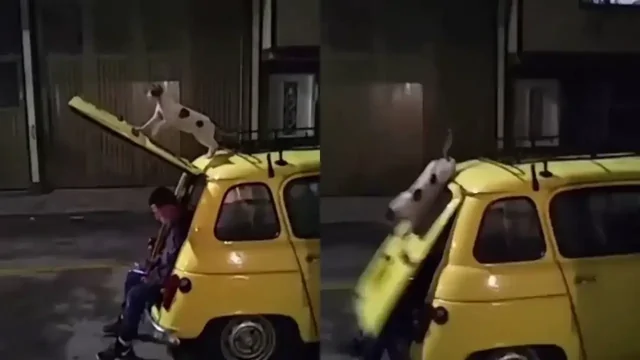 Покушение кота на человека попало на видео