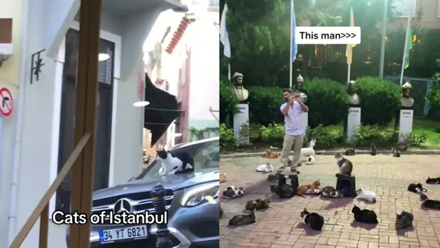 Кошачья столица: подборка видео, показывающих обычные будни в Стамбуле