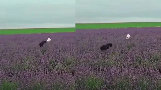 Кошки в лавандовом поле