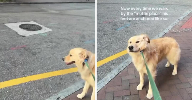 Пес терроризирует девушку, если она не заходит в любимую кофейню