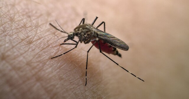 Комар-переносчик лихорадок денге и чикунгунья уже обосновался в Италии