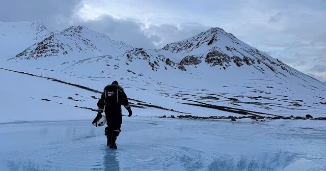 Арктика зеленеет из-за изменения климата