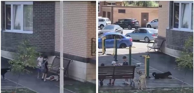 В Дагестане местные жители возмутились поведению детей, которые специально провоцировали уличных собак