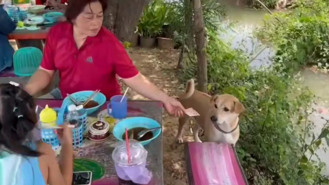 В Таиланде пёс устроился работать официантом в кафе