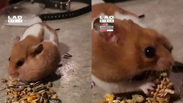 Переборщил: хомяк спрятал у себя за щекой месячный запас еды