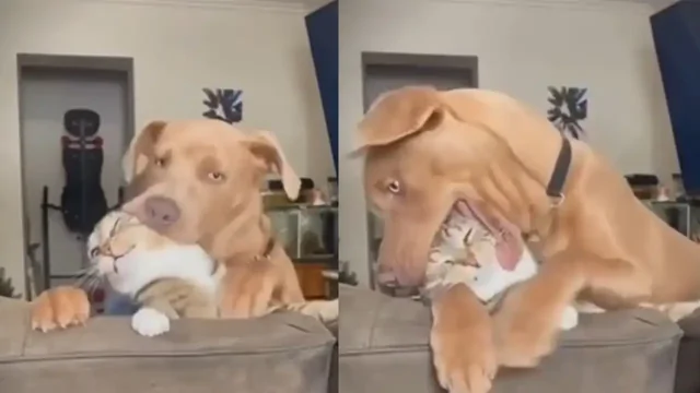 Какая страсть: пёс показал коту всю силу своей любви