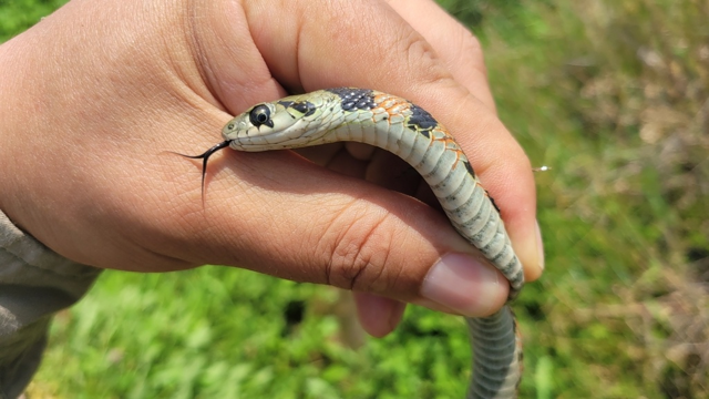 Тигровый уж: русская змея с ядовитой кожей