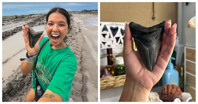 Девушка нашла на пляже огромный зуб доисторического чудовища