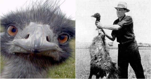 Птицы против пулемётов: как Австралия объявила войну эму и позорно капитулировала