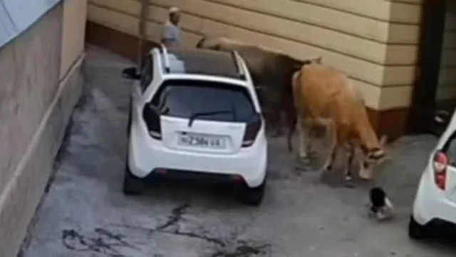 В Узбекистане корова напала на годовалого ребёнка и его мать