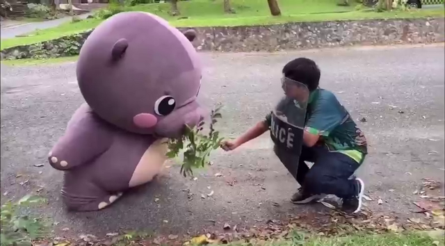 Человека в костюме бегемота ловили в зоопарке Таиланда