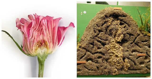 20 разрезов, открывающих невидимый мир обычных предметов