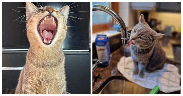 Мурчальное лето: 20 котиков, которые переживают жару с удовольствием