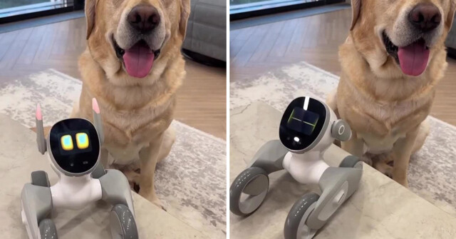 Владелец  собаки поделился видео с роботом, способным заменить четвероногого друга