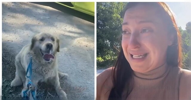 Девушка обвиняет водителя «Яндекса» в смерти своей собаки — он отказался везти умирающего пёсика в ветклинку