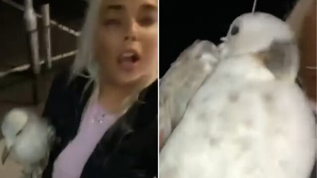 Пьяная девушка принесла домой чайку, а после выяснила, что у неё птичий грипп