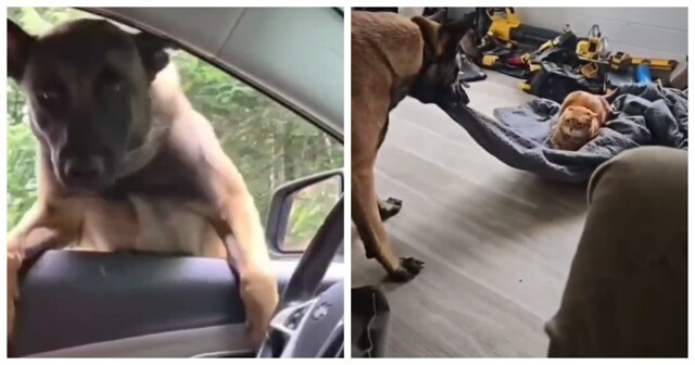 Когда завел пса, а он оказался балбесом