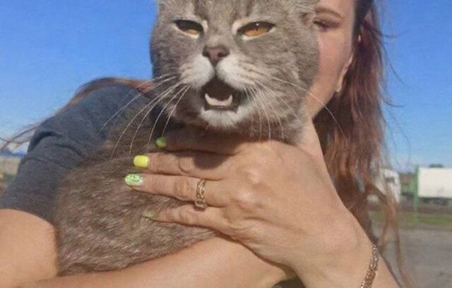 Кот просидел неделю без еды и воды в контейнере грузового судна