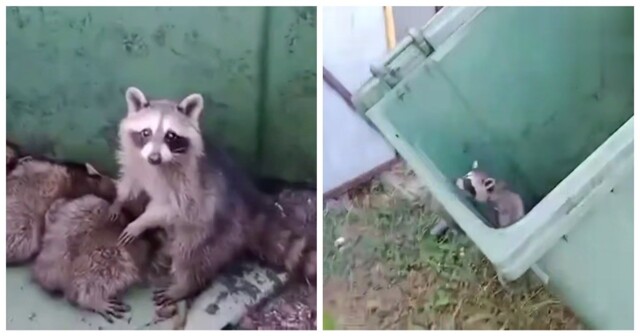 Мужчина помог енотам выбраться из мусорного бака