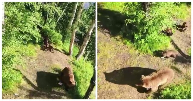 Молчаливый репортаж с дерева