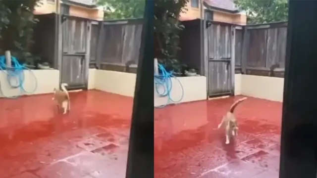 Неудачная прогулка кота в дождливую погоду