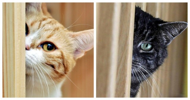 Подборка котов-шпионов