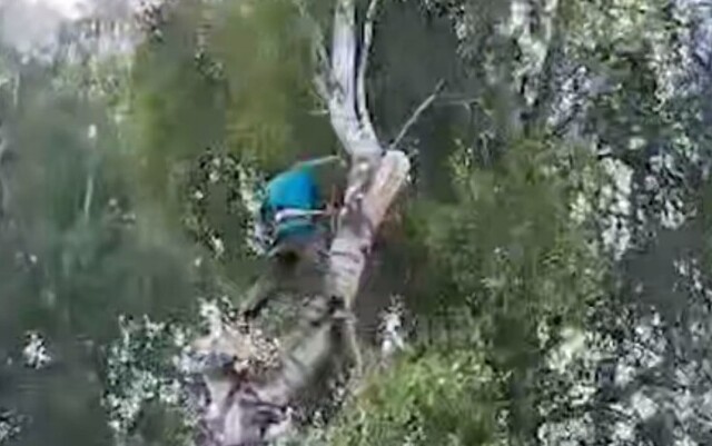 Срубленная берёза едва не убила мужчину