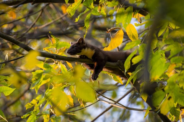 На общую тему 