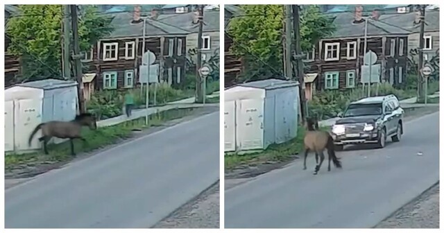 Одна лошадиная сила против "Крузака": в Иркутской области конь врезался во внедорожник