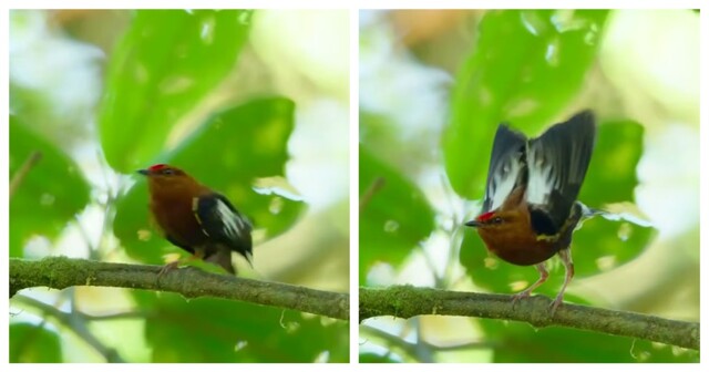 Птицы, которые используют свои крылья как музыкальный инструмент