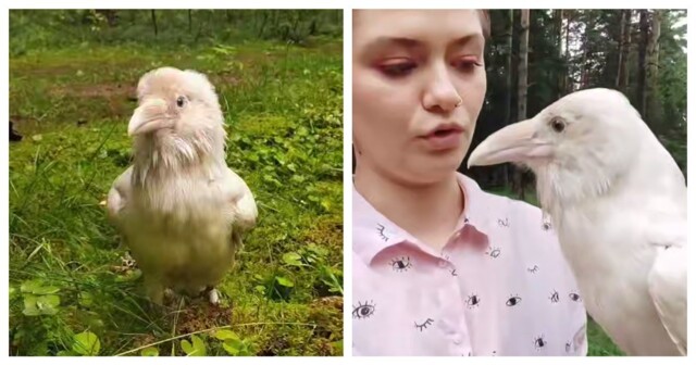 Белый ворон на прогулке