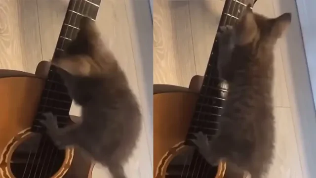 Котёнок-гитарист