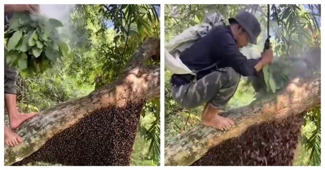 Сборщик дикого мёда за работой