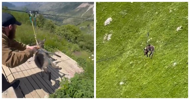 В Хунзахском районе неизвестные покатали осла на зиплайне