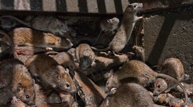 Крысиное нашествие в пригороде Нью-Йорка