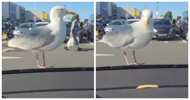 На что способны некоторые чайки ради картошки фри