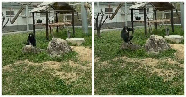 Очень умное животное