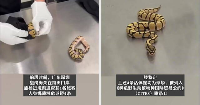 На китайской таможне остановили женщину с питонами в бюстгальтере