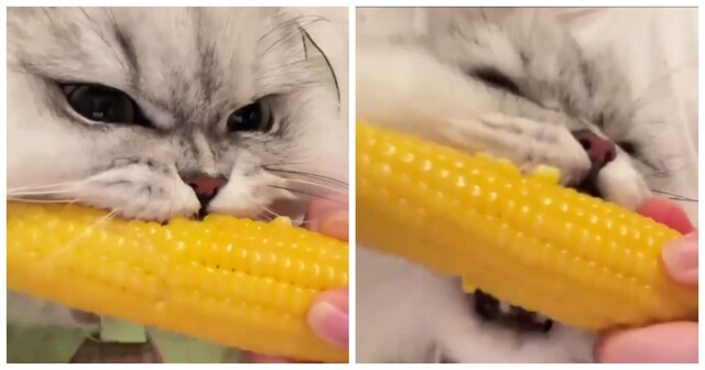 Пушистый любитель кукурузы